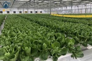 Wholesale NFT Hydroponic Gully System For Leafy Greens Cultivation from china suppliers