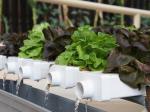 Revolutionary Hydroponic Vertical Farming Technology for Shipping Container