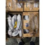 New Stock Tuna Whole Round 500g Sea Frozen Bonito Fish