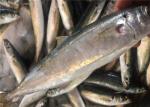 Decapterus Muroaji 60g 65g Fresh Frozen Mackerel For Bait