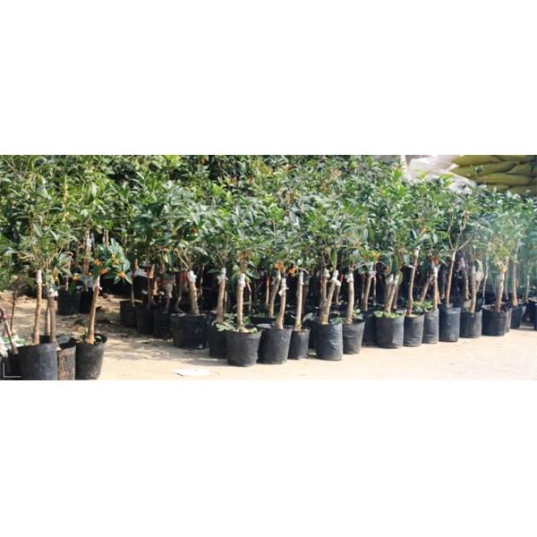 CUSTOM plastic container plastic net pots nursery pots for seeds