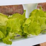 Veggiefloe Organic Hydroponic System for Restaurants & Chefs: Grow Specialty