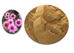 Wholesale Purple Coneflower Dry Natural Herbal Extract Containing Min 4% Polyphenols from china suppliers