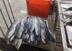 Fresh 100% Net Weight 3kg 4kg 5kg Frozen Mahi Mahi For Canned