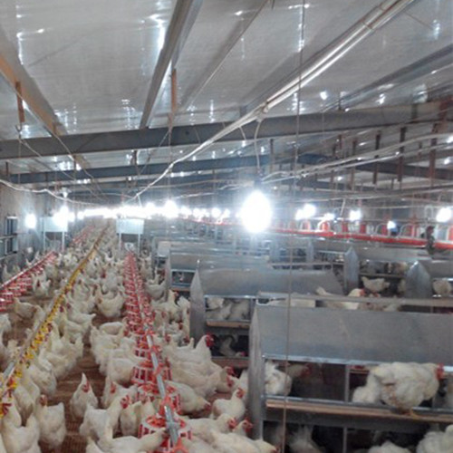 Nipple Drinking 14 Grill Auger Pan Feeding System 14 Birds / Feeder