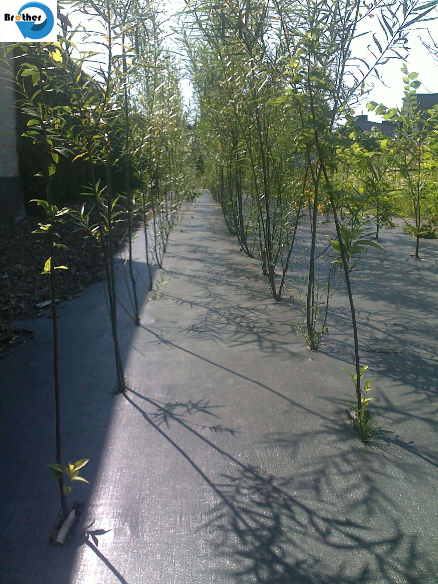 Agriculture Spunbonded Fabirc/Fruit/Plant/Flowers/Weeds/Crops Cover/Nonwoven Fabric Roll