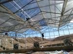 8m 9.6m 12m Span Width Agriculture Greenhouse For Hybrid Tomato Seeds And