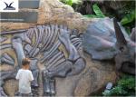 Handmade Museum Dinosaur Skeleton Replica For Outdoor Decoration Warranty 1 Year