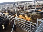 Heavy Duty Cattle Corral Panels For Sale Direct Portable Cattle Panels