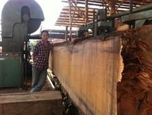 Wholesale Saw machines woodworking wood cutting vertical band sawmill with log carriage from china suppliers