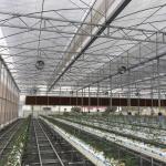 Hot-dipped Galvanized Frame Multi-span Agricultural Film Greenhouse