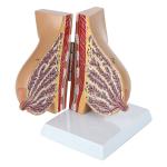 Medical Anatomy Human Female Breast Model In Lactation Period To Reveal Internal