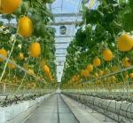Dual-Layer Greenhouse for Tomato Farming 20GP Package Size 12.09cm * 2.35cm * 2