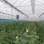 Polyethylene Film Multi Span Greenhouse 100 Micron 200 Micron Multi Span