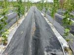 Non - Toxic Weed Barrier Agriculture Non Woven Fabric Degradable For Horticultur