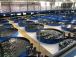 Pure Water Treatment System RAS Rotary Drum Filter for Aquaculture in Fish Farm