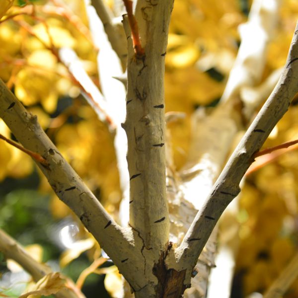 20m Artificial Foliage Tree Birch Autumn Vibe Romance No Pest No Light Floor Plants