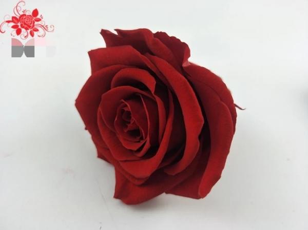 Quality Japanese preserved red rose flowers for wedding flower stands Natural Fresh flower rose for sale