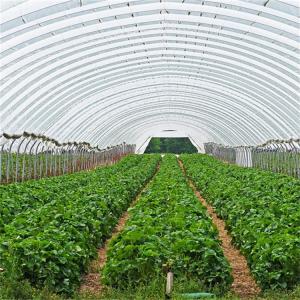 Wholesale Hydroponic Metal Frame Tunnel Single Span Greenhouse Agriculture Farming Growing from china suppliers