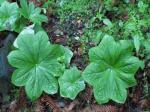 high quality Podophyllotoxin (PPT) 98%, Podofilox, CAS No.: 518-28-5, pharma
