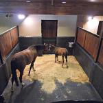 Duplex Mats Stable Wall Mats Horse Stall Wall Padding 18mm Thickness