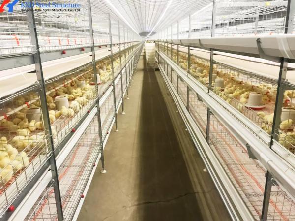 Automatic Battery Egg Layer Cages , Chicken Laying Hens Cage Poultry Farming