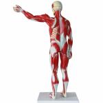 30Inch Muscle Viscera Anatomical Skeleton Model Full Size For Medical Teaching