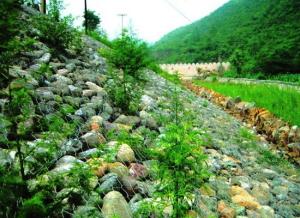 Wholesale Anticorrosion Green Gabion Wire Mesh Can Be Planted Revetment River from china suppliers