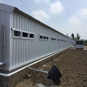 CE Livestock Farm House Steel Structure Chicken House And Equipment For Chicken