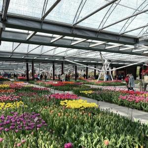 Wholesale Multi Shading Screen Hydroponic Glass Greenhouse for Flowers within US JX-A00249 from china suppliers