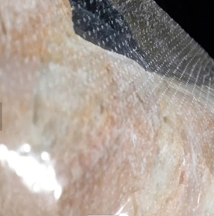 Transparent Micro Perforated Vegetable Plastic Bread Bags Recyclable Polypropylene Food Bag