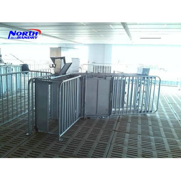 Pig feeding system five holes stainless steel double side automatic pig feeder