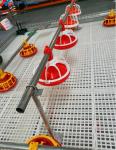 Fully Automatic Complete Chicken Farming House Drinker LIne For Broiler Farm