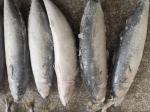 Natural Color IQF BQF Frozen Pacific Mackerel Fish
