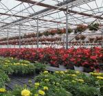 Double-Arch Greenhouse for Tomato Cultivation Initial Payment and Soilless