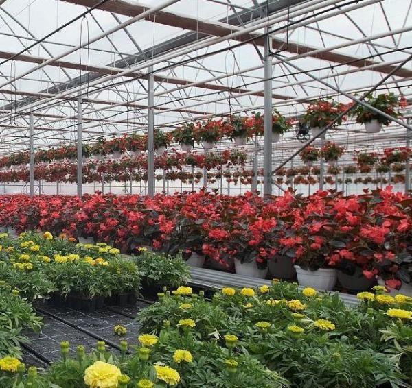Double-Arch Greenhouse for Tomato Cultivation Initial Payment and Soilless