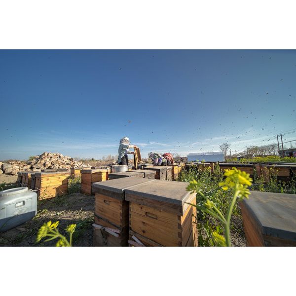 Beekeeping 4 Frames Honey Processing Machine Electric Honey Centrifuge