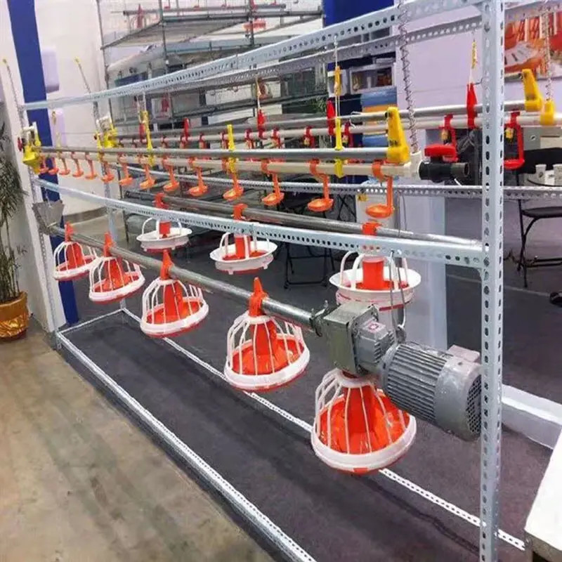 Wholesale Automatic feeding system for broilers from china suppliers