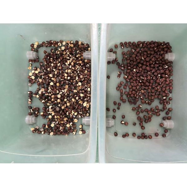 High Speed Hazelnut Color Sorting Machine For Hzelnut Optical Color Sorter
