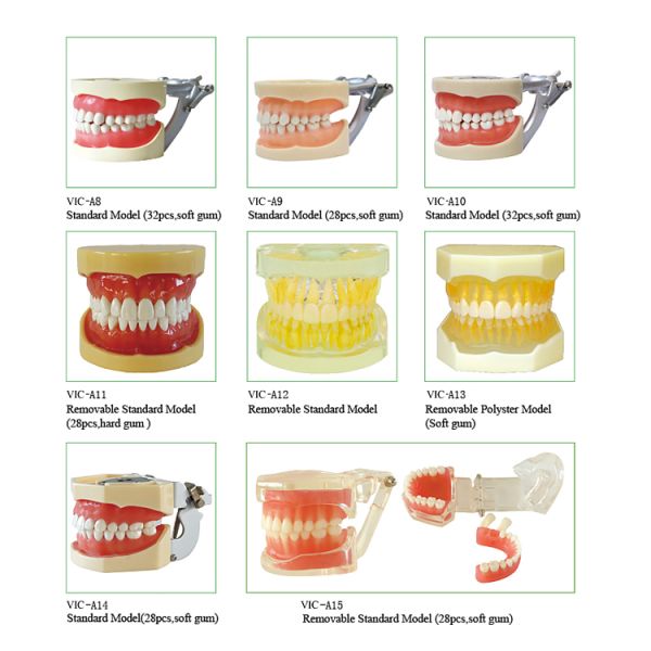 Standard Dental Study Models 28/32 Pcs Typodont Model For Bilological