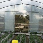 48mm Arch Pipe 150 Micron Agriculture Plastic Film Covered Single Tunnel