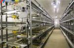 Automatic Poultry Farm Chicken House Feeding Line A Type Layer Chicken Cage