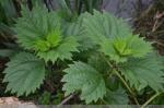 Nettle P.E. silica1%; 10:1, 100% natural , Fight urinary tract infection, 100%