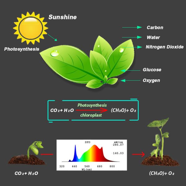 100W LED Quantum Board Full Spectrum LED Growth Light For Indoor Greenhouse