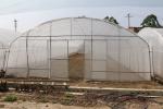 Polytunnel Sri Lanka Colombo Steel Frame Greenhouse Single Span