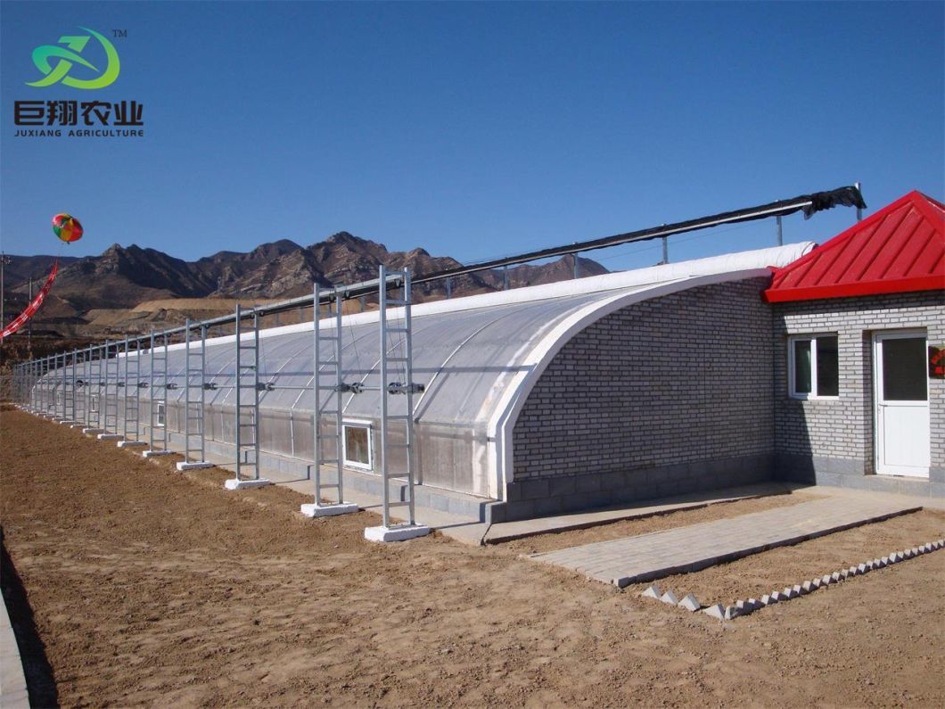 Aquaculture Vegetable Film Strawberry Flower Sunlight Greenhouse