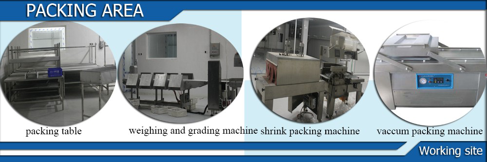 Small and Large Chicken Turkey Killing Processing Killing Slaughter Processing line Equipment