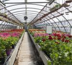 Juxiang Multi-Span Humidity Control Greenhouse for Peppers Film Greenhouse