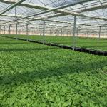 Roof Height 4.8-7.8m 200 Micron UV Resistant Plastic Film Greenhouse for