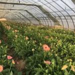 1209.00cm * 235.00cm * 239.00cm Film Cover Greenhouse for Tomato and Cucumber